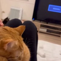 膝の上に乗るとらまるくん