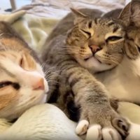 ソファーにいる猫たち