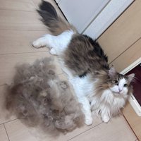 換毛期の猫