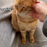 麦くんをなでなで