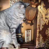 吊り灯籠の匂いを嗅いでいる猫