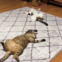 居間でくつろぐ2匹の猫