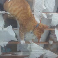 元祖障子破り猫さん