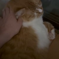 首をなでられる猫