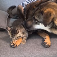 青い服を着た犬の前足を甘噛みする猫