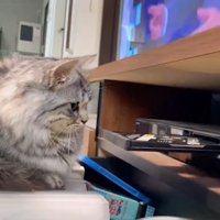 レコーダーを見つめる猫