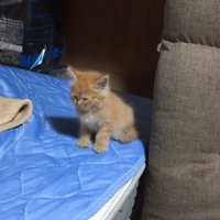 よろける子猫