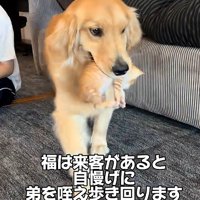 子猫を運ぶ犬