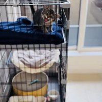 ケージの中で鳴く子猫