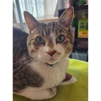 室内にいる猫