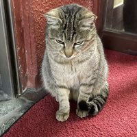 頼もしい顔のチコちゃん