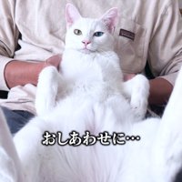 人のひざの上で仰向けになる猫
