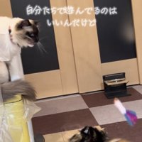 おもちゃで遊ぶラグドールとスコティッシュフォールド%2人だけで遊べるの偉いね
