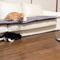 ソファに座る成猫とソファの下で遊ぶ子猫