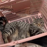 寝ている猫