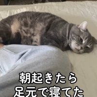 飼い主の足元で寝ている猫