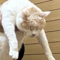 目を瞑って脱力する猫