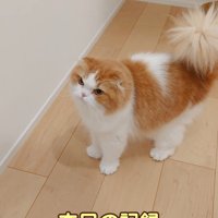 立っている猫