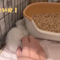 あっちいけ！