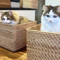 バスケットに入っている猫たち