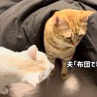 布団で寝てんのかい