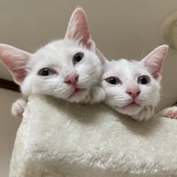 タワーから顔を出す2匹