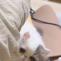 じっと見つめる子猫