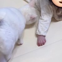 赤ちゃんの方に歩いてきた猫