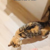 パパにごはんを催促するスコティッシュフォールド