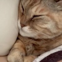 起きない猫