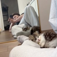 寝転がる猫