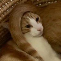 茶白猫の頭に乗っている茶トラ猫のしっぽ