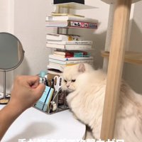 飼い主の拳を見つめる猫