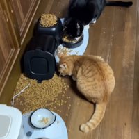 床に散らばったごはんを食べる猫たち