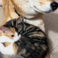 柴犬の腕の上に乗っている子猫のドアップ