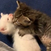 こむぎくんがこゆきちゃんの顔まわりにじゃれている様子