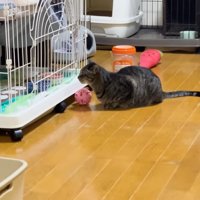 ケージ前のシンバちゃん