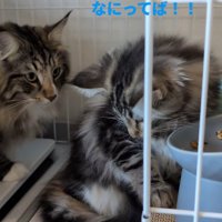 ご飯を食べる子猫と先住猫