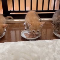 離乳食を食べる子猫たち