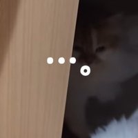 ドアの隙間から出てくる白い体の猫（・・・。）