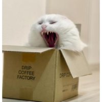 あくびしている猫