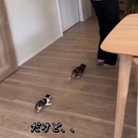 2匹の子猫