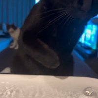 飲むのを止める猫