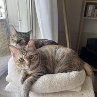 並ぶ2匹の猫たち