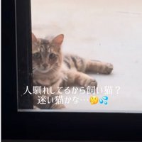 扉に体を預けてくつろぐ猫
