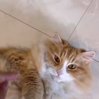 横たわる猫の上半身と見切れている飼い主の指