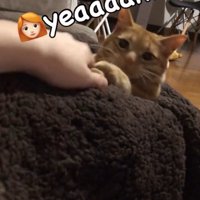 猫の前足にタッチする飼い主