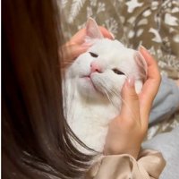 人に抱かれている猫