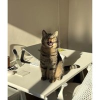 パソコン横の猫