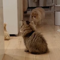 歩く猫